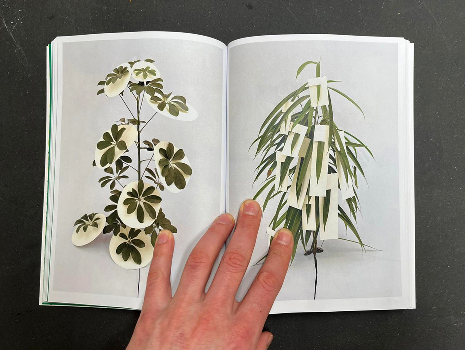Page from Door de heg publication, with work by Ilona Plaum - Papercuts